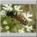 Vespula rufa - Rote Wespe 01.jpg